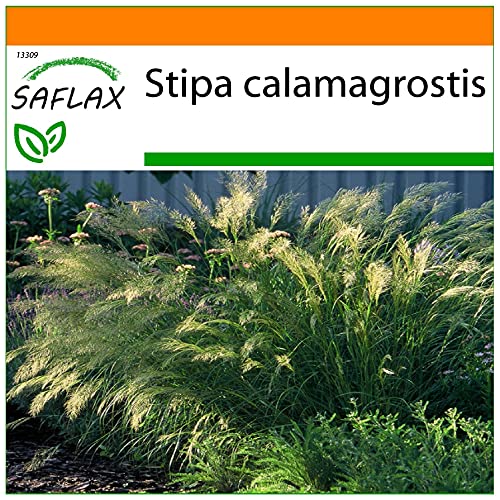 SAFLAX - Garden in the Bag - Gräser-Bambus-Kamelhaar-Gras/Silber-Ährengras - 50 Samen - Mit Anzuchtsubstrat im praktischen, selbst aufstellenden Beutel - Stipa calamagrostis von Saflax