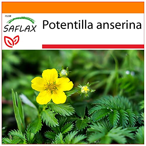 SAFLAX - Garden in the Bag - Heilpflanzen - Gänsefingerkraut - 20 Samen - Mit Anzuchtsubstrat im praktischen, selbst aufstellenden Beutel - Potentilla anserina von Saflax
