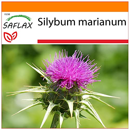 SAFLAX - Garden in the Bag - Heilpflanzen - Mariendistel - 75 Samen - Mit Anzuchtsubstrat im praktischen, selbst aufstellenden Beutel - Silybum marianum von Saflax