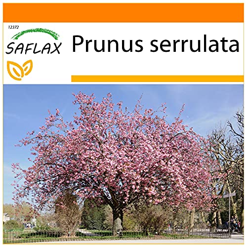 SAFLAX - Garden in the Bag - Japanische Blütenkirsche - 30 Samen - Mit Anzuchtsubstrat im praktischen, selbst aufstellenden Beutel - Prunus serrulata SAFLAX - Garden in the Bag - Japanische Blütenkirsche - 30 Samen - Mit Anzuchtsubstrat im praktischen, selbst aufstellenden Beutel - Prunus serrulata von Saflax