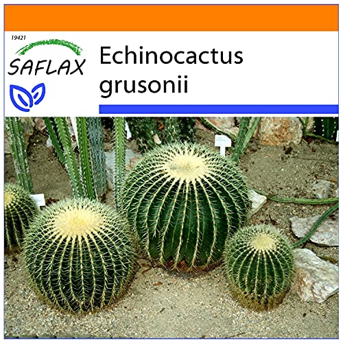 SAFLAX - Garden in the Bag - Kakteen - Schwiegermutterstuhl - 40 Samen - Mit Anzuchtsubstrat im praktischen, selbst aufstellenden Beutel - Echinocactus grusonii von Saflax