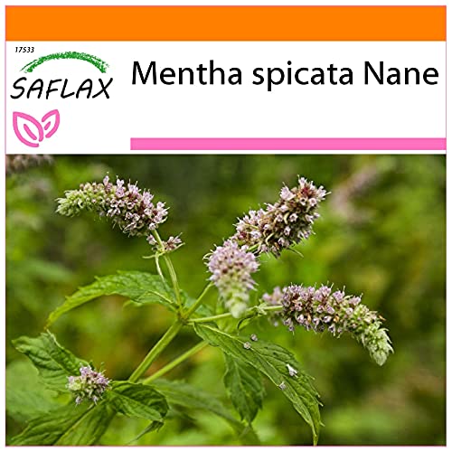 SAFLAX - Garden in the Bag - Kräuter - Mexikanische Nana Minze - 500 Samen - Mit Anzuchtsubstrat im praktischen, selbst aufstellenden Beutel - Mentha spicata von Saflax