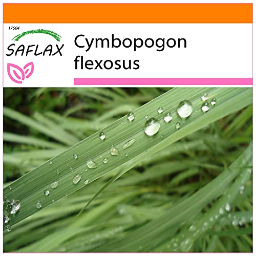 SAFLAX - Garden in the Bag - Kräuter - Zitronengras - 50 Samen - Mit Anzuchtsubstrat im praktischen, selbst aufstellenden Beutel - Cymbopogon flexosus SAFLAX - Garden in the Bag - Kräuter - Zitronengras - 50 Samen - Mit Anzuchtsubstrat im praktischen, selbst aufstellenden Beutel - Cymbopogon flexosus von Saflax