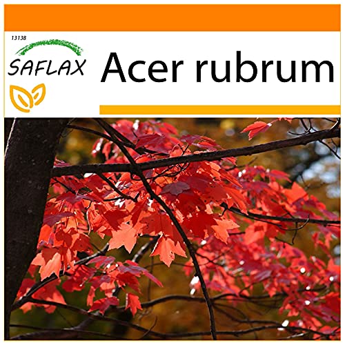 SAFLAX - Garden in the Bag - Rotahorn - 20 Samen - Mit Anzuchtsubstrat im praktischen, selbst aufstellenden Beutel - Acer rubrum von Saflax