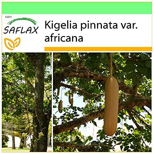 SAFLAX - Garden to Go - Leberwurstbaum - 10 Samen - Mit Tontopf, Untersetzer, Anzuchtsubstrat und Dünger - Kigelia pinnata SAFLAX - Garden to Go - Leberwurstbaum - 10 Samen - Mit Tontopf, Untersetzer, Anzuchtsubstrat und Dünger - Kigelia pinnata von Saflax