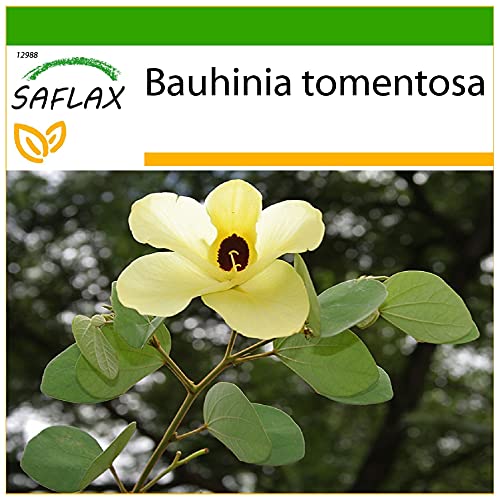 SAFLAX - Gelber Orchideenbaum - 30 Samen - Mit keimfreiem Anzuchtsubstrat - Bauhinia tomentosa von Saflax