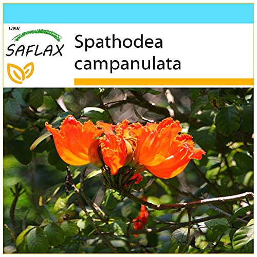 SAFLAX - Geschenk Set - Afrikanischer Tulpenbaum - 30 Samen - Mit Geschenk- / Versandbox, Versandaufkleber, Geschenkkarte und Anzuchtsubstrat - Spathodea campanulata von Saflax
