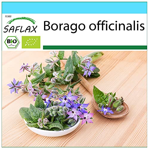 SAFLAX - Geschenk Set - BIO - Borretsch - 40 Samen - Mit Geschenk- / Versandbox, Versandaufkleber, Geschenkkarte und Anzuchtsubstrat - Borago officinalis von Saflax