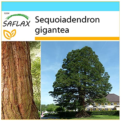 SAFLAX - Geschenk Set - Berg - Mammutbaum - 50 Samen - Mit Geschenk- / Versandbox, Versandaufkleber, Geschenkkarte und Anzuchtsubstrat - Sequoiadendron gigantea von Saflax