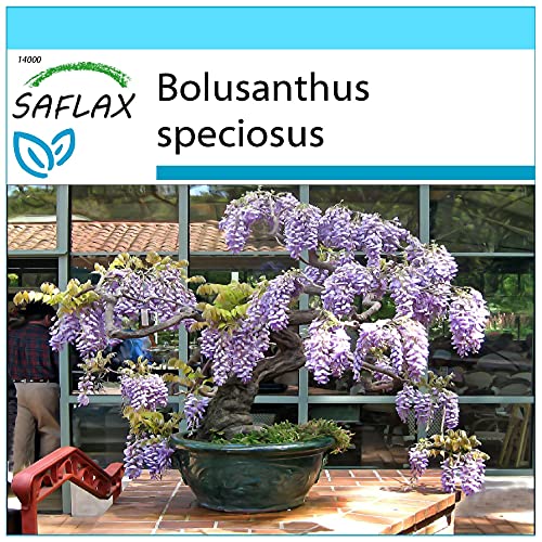 SAFLAX - Geschenk Set - Bonsai - Afrikanischer Blauregen - 15 Samen - Mit Geschenk- / Versandbox, Versandaufkleber, Geschenkkarte und Anzuchtsubstrat - Bolusanthus speciosus von Saflax