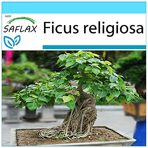 SAFLAX - Geschenk Set - Bonsai - Buddha-Feige/Bodhi-Baum - 100 Samen - Mit Geschenk- / Versandbox, Versandaufkleber, Geschenkkarte und Anzuchtsubstrat - Ficus religiosa von Saflax