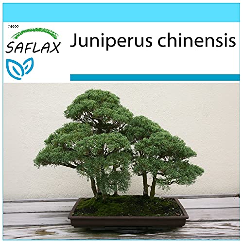 SAFLAX - Geschenk Set - Bonsai - Chinesischer Wacholder - 30 Samen - Mit Geschenk- / Versandbox, Versandaufkleber, Geschenkkarte und Anzuchtsubstrat - Juniperus chinensis von Saflax