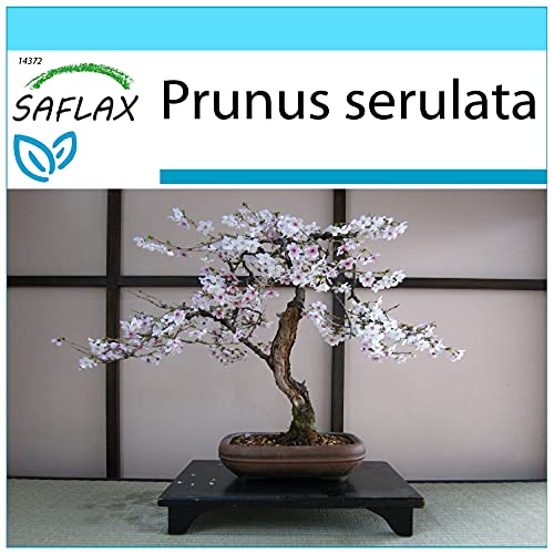 SAFLAX - Geschenk Set - Bonsai - Japanische Blütenkirsche - 30 Samen - Mit Geschenk- / Versandbox, Versandaufkleber, Geschenkkarte und Anzuchtsubstrat - Prunus serulata von Saflax