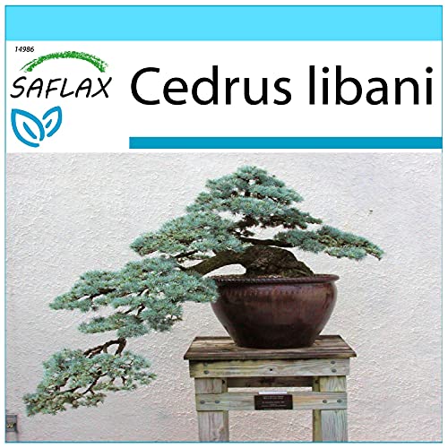 SAFLAX - Geschenk Set - Bonsai - Libanon Zeder - 20 Samen - Mit Geschenk- / Versandbox, Versandaufkleber, Geschenkkarte und Anzuchtsubstrat - Cedrus libani von Saflax