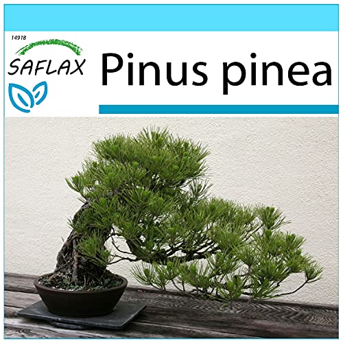 SAFLAX - Geschenk Set - Bonsai - Mittelmeer-Pinie - 6 Samen - Mit Geschenk- / Versandbox, Versandaufkleber, Geschenkkarte und Anzuchtsubstrat - Pinus pinea von Saflax