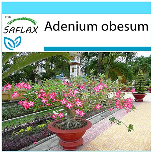 SAFLAX - Geschenk Set - Bonsai - Wüstenrose - 8 Samen - Mit Geschenk- / Versandbox, Versandaufkleber, Geschenkkarte und Anzuchtsubstrat - Adenium obesum von Saflax