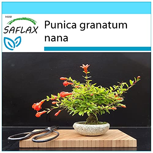 SAFLAX - Geschenk Set - Bonsai - Zwerg-Granatapfel - 50 Samen - Mit Geschenk- / Versandbox, Versandaufkleber, Geschenkkarte und Anzuchtsubstrat - Punica granatum nana von Saflax