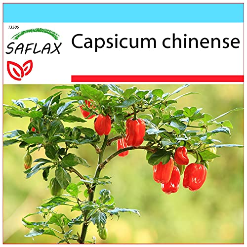 SAFLAX - Geschenk Set - Chili - Habanero Antilles Red - 10 Samen - Mit Geschenk- / Versandbox, Versandaufkleber, Geschenkkarte und Anzuchtsubstrat - Capsicum chinense von Saflax