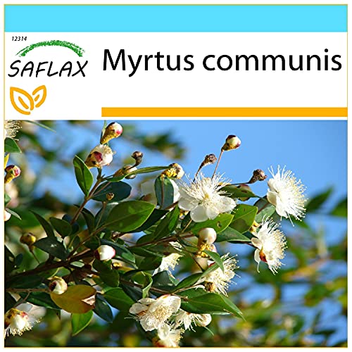 SAFLAX - Geschenk Set - Echte Myrte - Brautmyrte - 30 Samen - Mit Geschenk- / Versandbox, Versandaufkleber, Geschenkkarte und Anzuchtsubstrat - Myrtus communis von Saflax