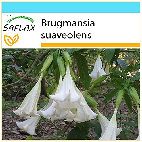 SAFLAX - Geschenk Set - Engelstrompete/Weiß - 10 Samen - Mit Geschenk- / Versandbox, Versandaufkleber, Geschenkkarte und Anzuchtsubstrat - Brugmansia suaveolens von Saflax