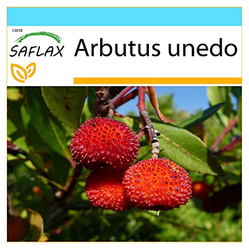 SAFLAX - Geschenk Set - Erdbeerbaum - 50 Samen - Mit Geschenk- / Versandbox, Versandaufkleber, Geschenkkarte und Anzuchtsubstrat - Arbutus unedo von Saflax