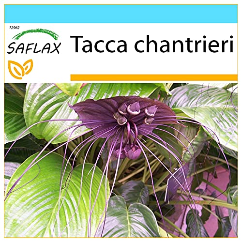 SAFLAX - Geschenk Set - Fledermausblume - 10 Samen - Mit Geschenk- / Versandbox, Versandaufkleber, Geschenkkarte und Anzuchtsubstrat - Tacca chantrieri von Saflax