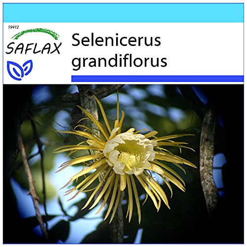 SAFLAX - Geschenk Set - Kakteen - Königin der Nacht - 40 Samen - Mit Geschenk- / Versandbox, Versandaufkleber, Geschenkkarte und Anzuchtsubstrat - Selenicerus grandiflorus von Saflax