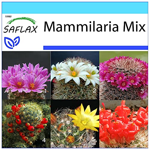 SAFLAX - Geschenk Set - Kakteen - Mammilaria Mischung - 40 Samen - Mit Geschenk- / Versandbox, Versandaufkleber, Geschenkkarte und Anzuchtsubstrat - Mammilaria Mix von Saflax