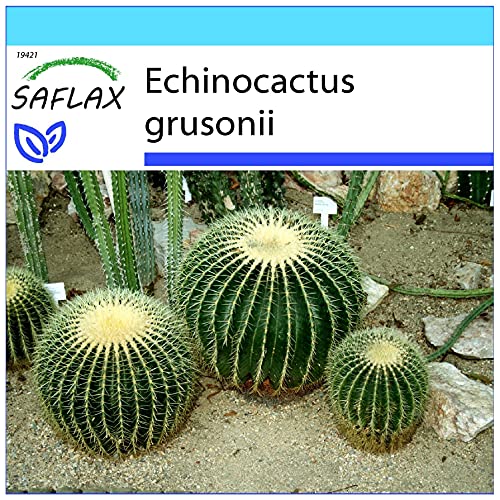 SAFLAX - Geschenk Set - Kakteen - Schwiegermutterstuhl - 40 Samen - Mit Geschenk- / Versandbox, Versandaufkleber, Geschenkkarte und Anzuchtsubstrat - Echinocactus grusonii von Saflax