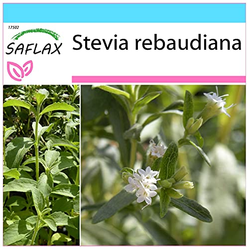 SAFLAX - Geschenk Set - Kräuter - Stevia Süßkraut - 100 Samen - Mit Geschenk- / Versandbox, Versandaufkleber, Geschenkkarte und Anzuchtsubstrat - Stevia rebaudiana von Saflax