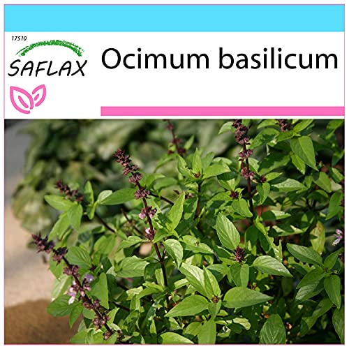 SAFLAX - Geschenk Set - Kräuter - Thai - Basilikum - 200 Samen - Mit Geschenk- / Versandbox, Versandaufkleber, Geschenkkarte und Anzuchtsubstrat - Ocimum basilicum von Saflax