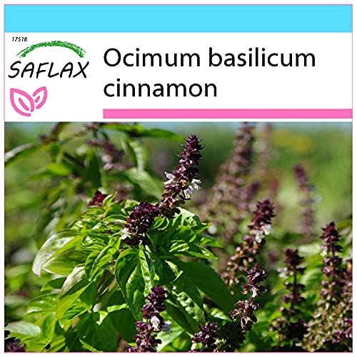 SAFLAX - Geschenk Set - Kräuter - Zimt-Basilikum - 200 Samen - Mit Geschenk- / Versandbox, Versandaufkleber, Geschenkkarte und Anzuchtsubstrat - Ocimum basilicum von Saflax
