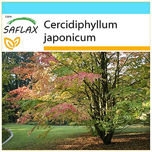 SAFLAX - Geschenk Set - Lebkuchenbaum - 200 Samen - Mit Geschenk- / Versandbox, Versandaufkleber, Geschenkkarte und Anzuchtsubstrat - Cercidiphyllum japonicum von Saflax