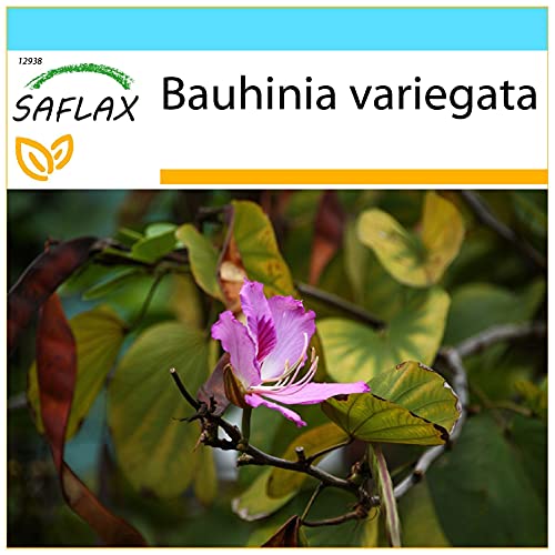 SAFLAX - Geschenk Set - Orchideen-Baum - 8 Samen - Mit Geschenk- / Versandbox, Versandaufkleber, Geschenkkarte und Anzuchtsubstrat - Bauhinia variegata von Saflax