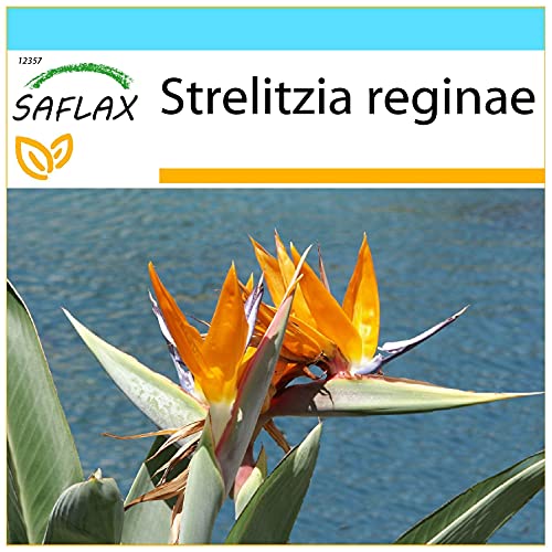 SAFLAX - Geschenk Set - Paradiesvogelblume (reginae) - 5 Samen - Mit Geschenk- / Versandbox, Versandaufkleber, Geschenkkarte und Anzuchtsubstrat - Strelitzia reginae von Saflax