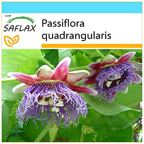 SAFLAX - Geschenk Set - Riesengranadilla/Königsgranadilla - 12 Samen - Mit Geschenk- / Versandbox, Versandaufkleber, Geschenkkarte und Anzuchtsubstrat - Passiflora quadrangularis von Saflax