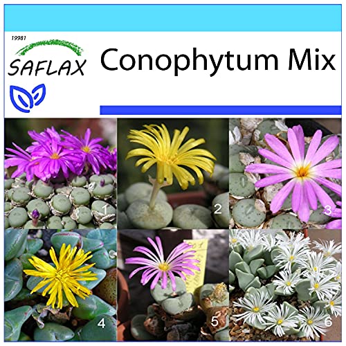 SAFLAX - Geschenk Set - Sukkulenten - Blühende Steine/Conophytum Mix - 40 Samen - Mit Geschenk- / Versandbox, Versandaufkleber, Geschenkkarte und Anzuchtsubstrat - Conophytum Mix von Saflax