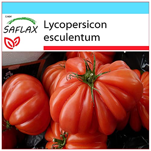 SAFLAX - Geschenk Set - Tomate - Costoluto Genovese - 10 Samen - Mit Geschenk- / Versandbox, Versandaufkleber, Geschenkkarte und Anzuchtsubstrat - Lycopersicon esculentum von Saflax
