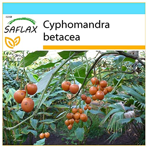 SAFLAX - Geschenk Set - Tropischer Tomatenbaum/Tamarillo - 50 Samen - Mit Geschenk- / Versandbox, Versandaufkleber, Geschenkkarte und Anzuchtsubstrat - Cyphomandra betacea von Saflax