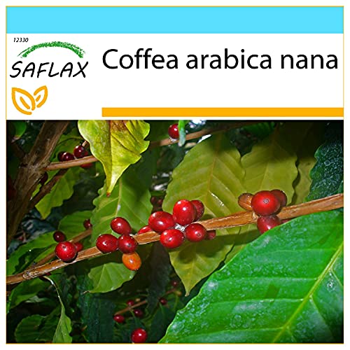 SAFLAX - Geschenk Set - Zwergkaffee-Strauch - 8 Samen - Mit Geschenk- / Versandbox, Versandaufkleber, Geschenkkarte und Anzuchtsubstrat - Coffea arabica nana von Saflax