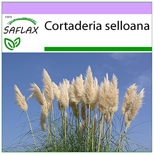 SAFLAX - Gräser-Bambus-Amerikanisches Pampasgras - 200 Samen - Cortaderia selloana von Saflax