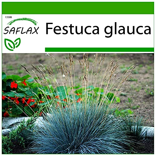 SAFLAX - Gräser-Bambus-Blauschwingel-Gras - 50 Samen - Mit keimfreiem Anzuchtsubstrat - Festuca glauca von Saflax