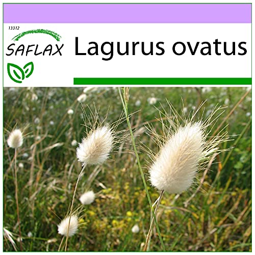 SAFLAX - Gräser-Bambus-Hasenschwanz-Gras/Samtgras - 100 Samen - Lagurus ovatus von Saflax