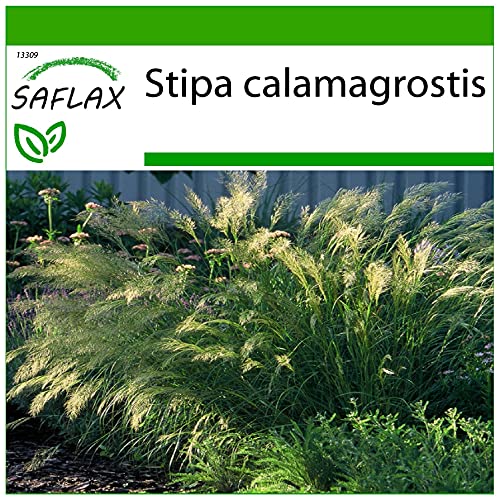 SAFLAX - Gräser-Bambus-Kamelhaar-Gras/Silber-Ährengras - 50 Samen - Mit keimfreiem Anzuchtsubstrat - Stipa calamagrostis von Saflax