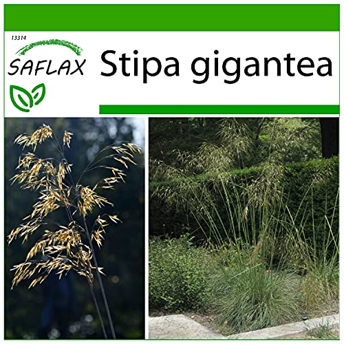 SAFLAX - Gräser-Bambus-Riesen-Federgras/Pyrenäen - Federgras - 10 Samen - Mit keimfreiem Anzuchtsubstrat - Stipa gigantea von Saflax