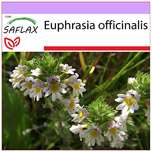 SAFLAX - Heilpflanzen - Augentrost - 200 Samen - Euphrasia officinalis von Saflax