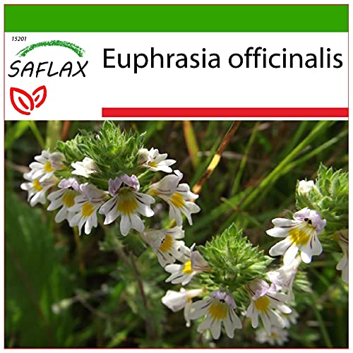 SAFLAX - Heilpflanzen - Augentrost - 200 Samen - Mit keimfreiem Anzuchtsubstrat - Euphrasia officinalis von Saflax