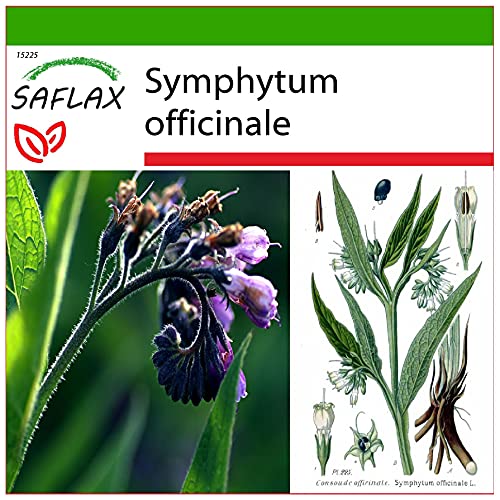 SAFLAX - Heilpflanzen - Beinwell - 15 Samen - Mit keimfreiem Anzuchtsubstrat - Symphytum officinale von Saflax