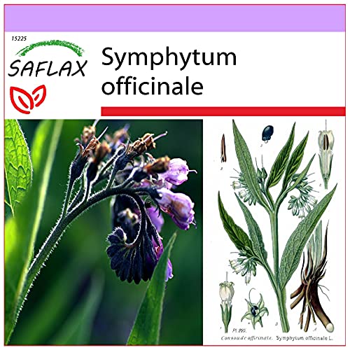 SAFLAX - Heilpflanzen - Beinwell - 15 Samen - Symphytum officinale von Saflax
