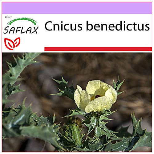 SAFLAX - Heilpflanzen - Benediktenkraut - 50 Samen - Cnicus benedictus von Saflax